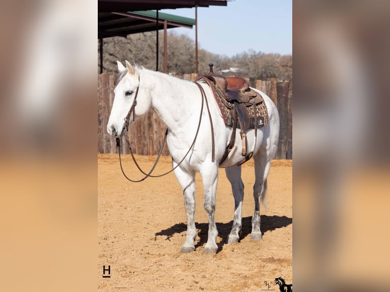Quarter horse américain Hongre 14 Ans 152 cm Rouan bleu in Joshua, TX