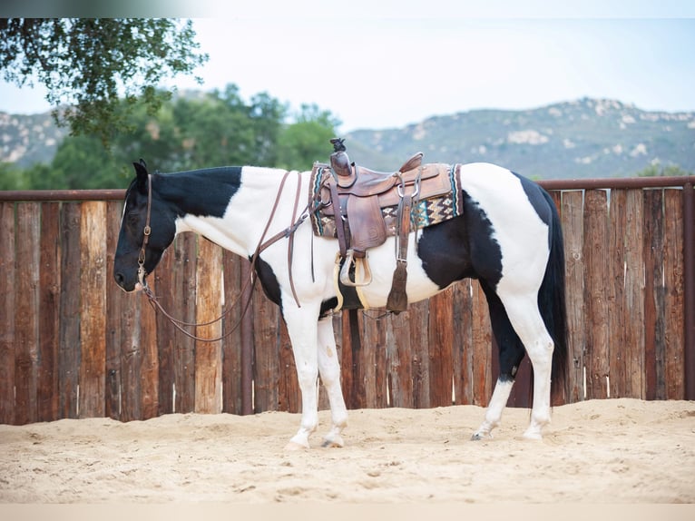 Quarter horse américain Hongre 14 Ans 152 cm Tobiano-toutes couleurs in Murietta  CA