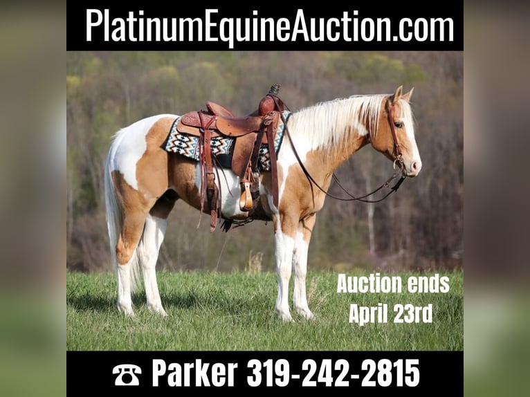 Quarter horse américain Hongre 14 Ans 152 cm Tobiano-toutes couleurs in Brodhead KY