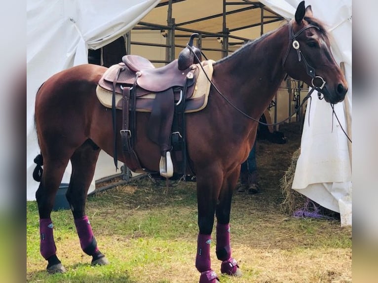 Quarter horse américain Hongre 14 Ans 153 cm Bai in Steinen