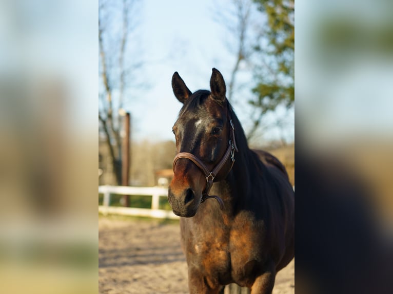 Quarter horse américain Croisé Hongre 14 Ans 153 cm Pinto in Hatten