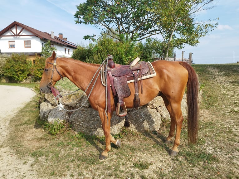 Quarter horse américain Hongre 14 Ans 154 cm Alezan in Gutau