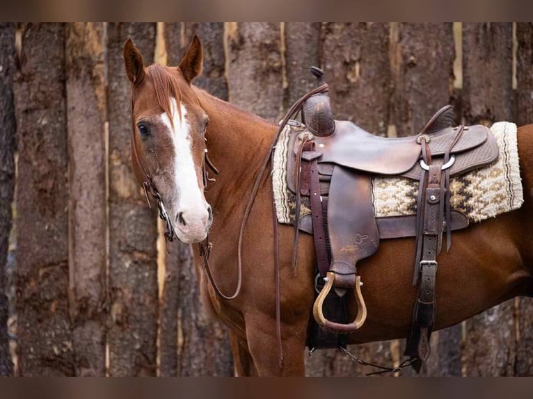 Quarter horse américain Hongre 14 Ans 155 cm Alezan brûlé in Everett PA