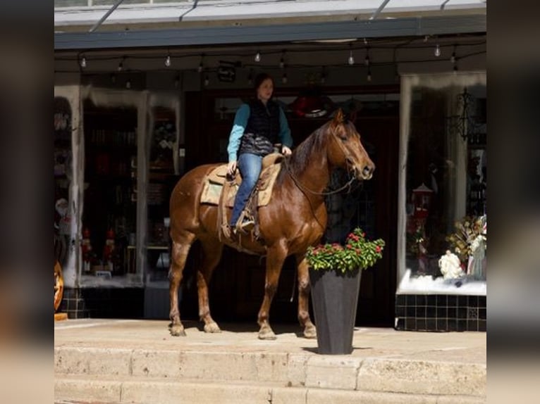 Quarter horse américain Hongre 14 Ans 155 cm Alezan brûlé in Rusk TX