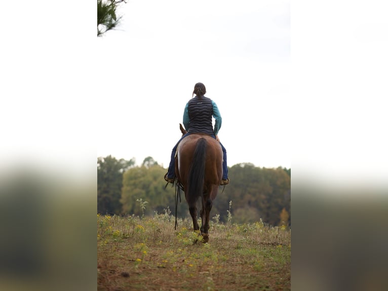 Quarter horse américain Hongre 14 Ans 155 cm Alezan brûlé in Rusk TX