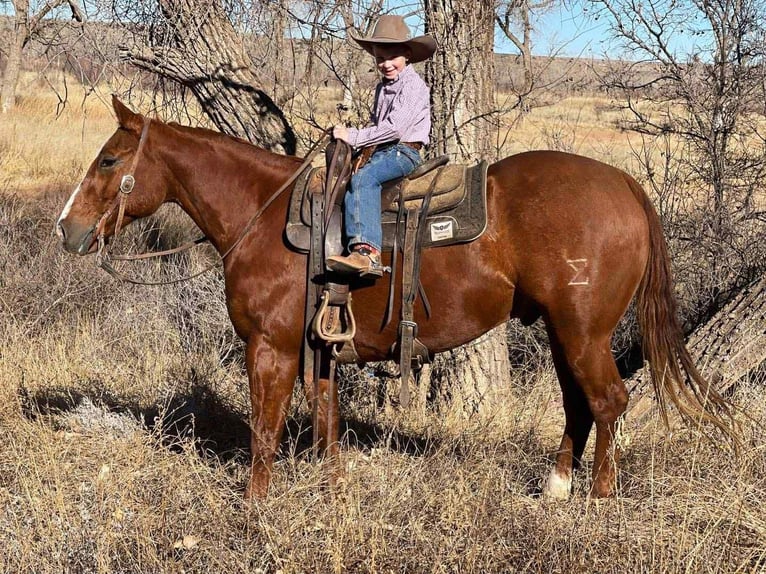 Quarter horse américain Hongre 14 Ans 155 cm Alezan cuivré in Canyon, TX