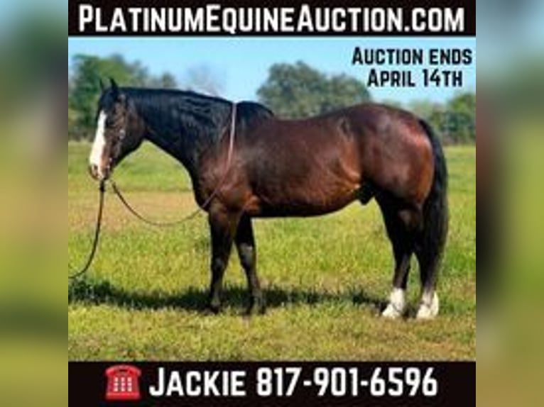 Quarter horse américain Hongre 14 Ans 155 cm Bai cerise in WEATHERFORD, TX