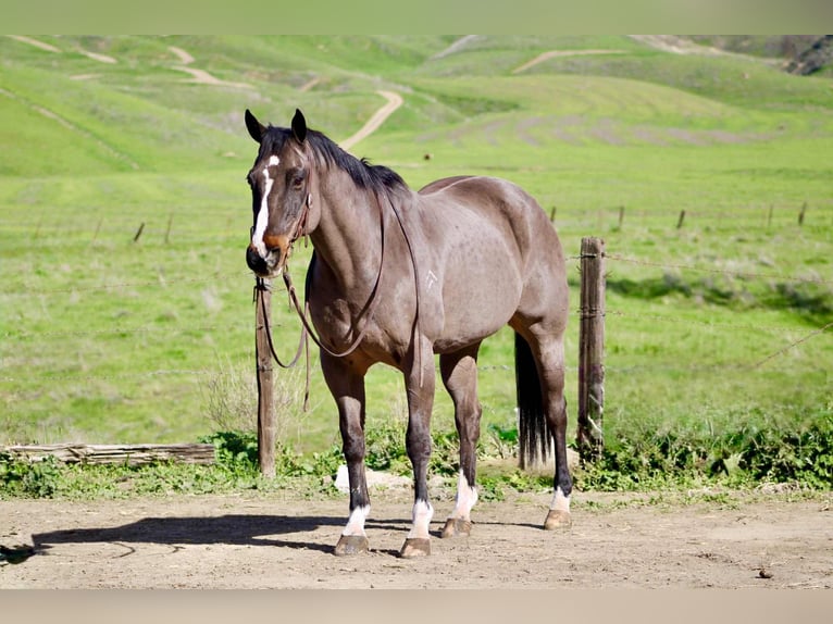 Quarter horse américain Hongre 14 Ans 155 cm Bai cerise in Bitterwater CA