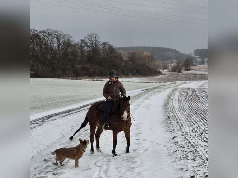 Quarter horse américain Hongre 14 Ans 155 cm Bai in Bad Neustadt an der Saale