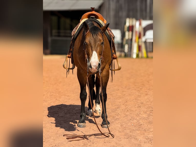 Quarter horse américain Hongre 14 Ans 155 cm Bai in Bad Neustadt an der Saale
