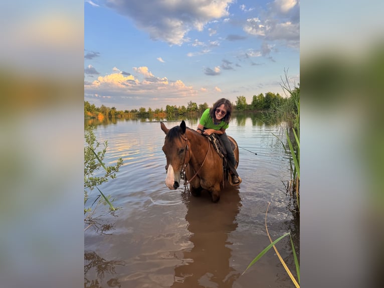 Quarter horse américain Hongre 14 Ans 155 cm Bai in Bad Neustadt an der Saale