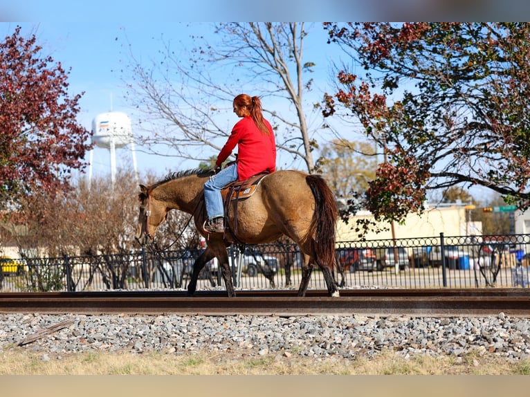Quarter horse américain Hongre 14 Ans 155 cm Buckskin in Forney