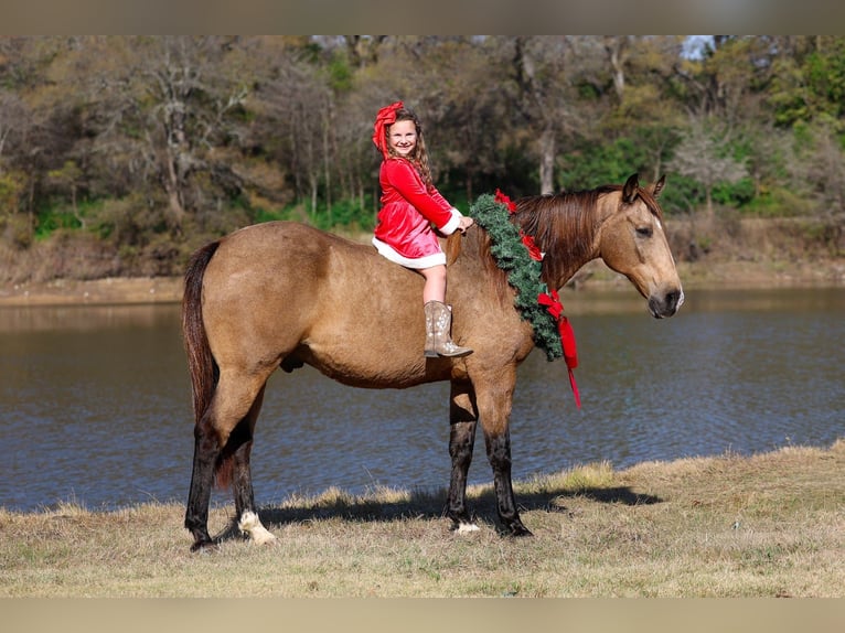 Quarter horse américain Hongre 14 Ans 155 cm Buckskin in Forney