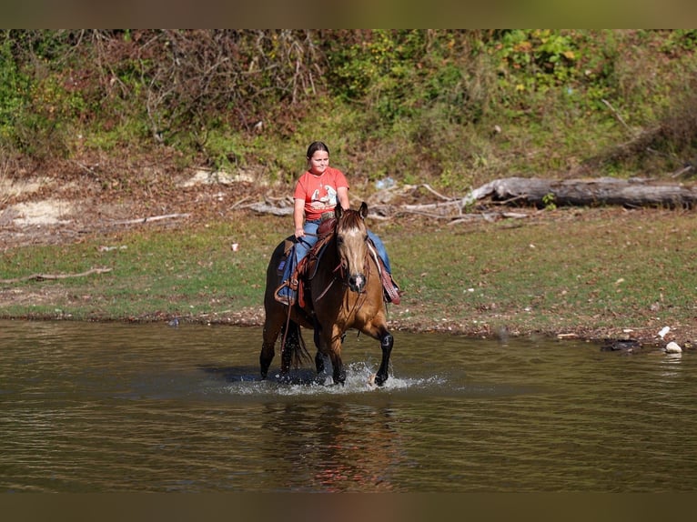 Quarter horse américain Hongre 14 Ans 155 cm Buckskin in Forney