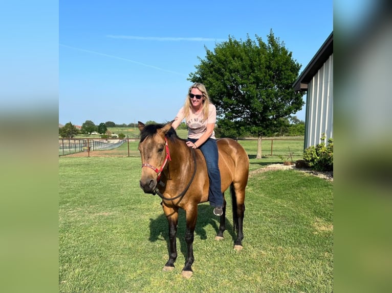 Quarter horse américain Hongre 14 Ans 155 cm Buckskin in Joshua TX