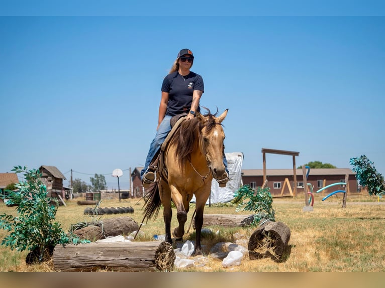 Quarter horse américain Hongre 14 Ans 155 cm Buckskin in Valley Springs CA