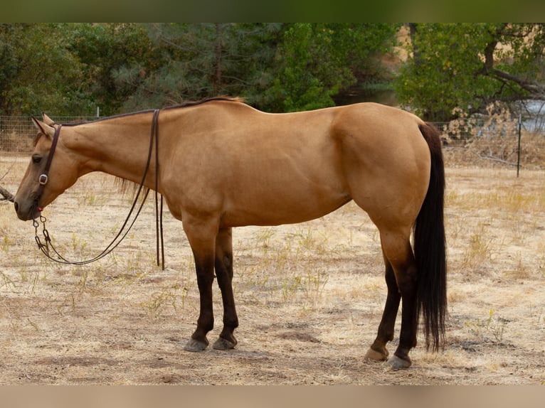 Quarter horse américain Hongre 14 Ans 155 cm Buckskin in Valley Springs CA
