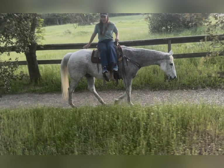 Quarter horse américain Hongre 14 Ans 155 cm Gris in King City