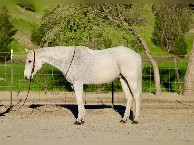 Quarter horse américain Hongre 14 Ans 155 cm Gris in King City