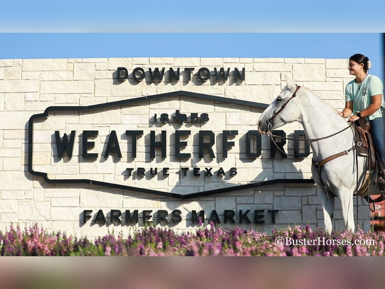 Quarter horse américain Hongre 14 Ans 155 cm Gris in Weatherford, TX