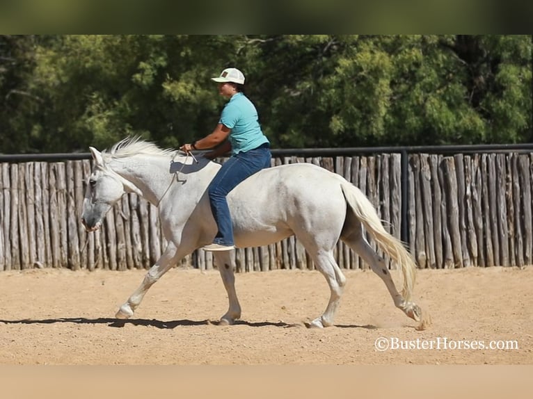 Quarter horse américain Hongre 14 Ans 155 cm Gris in Weatherford, TX