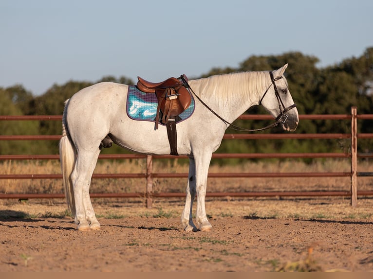 Quarter horse américain Hongre 14 Ans 155 cm Gris in Weatherford, TX