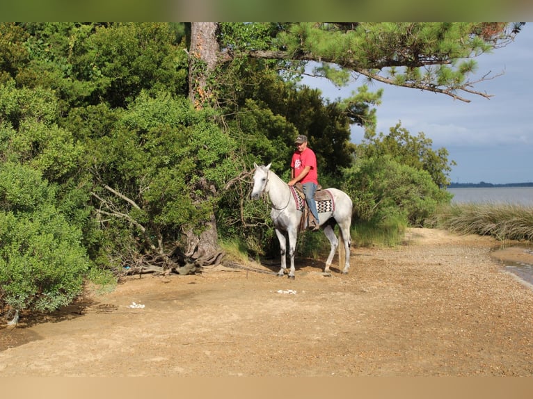 Quarter horse américain Hongre 14 Ans 155 cm Gris in Standston Va