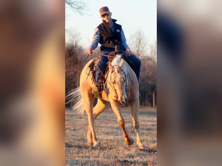 Quarter horse américain Hongre 14 Ans 155 cm Palomino in Borden