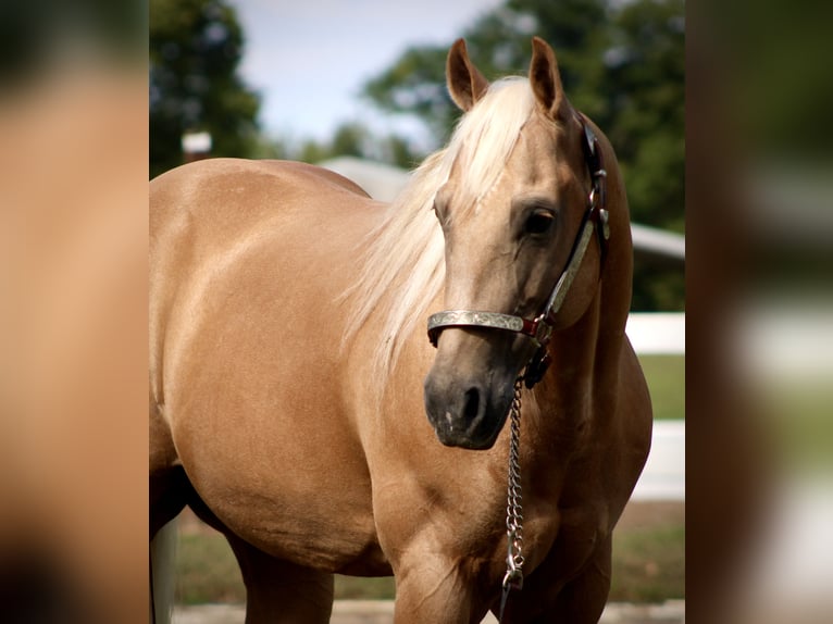 Quarter horse américain Hongre 14 Ans 155 cm Palomino in Borden
