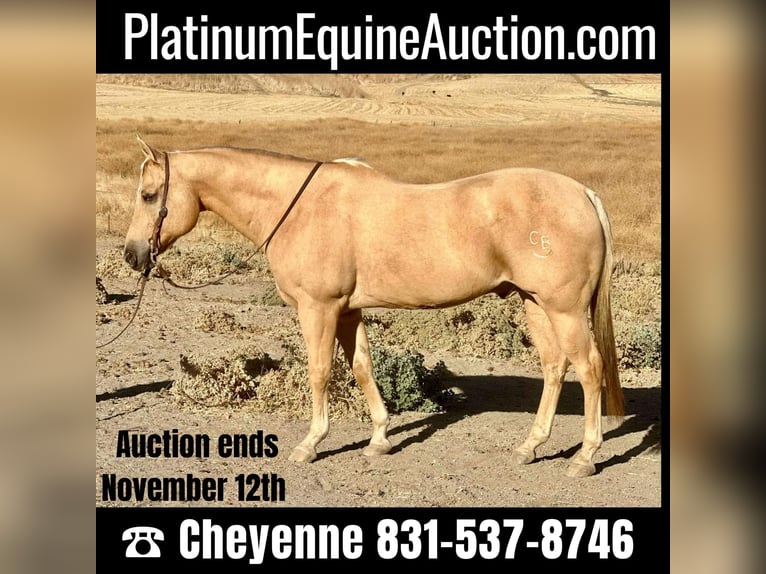 Quarter horse américain Hongre 14 Ans 155 cm Palomino in Bitterwater CA