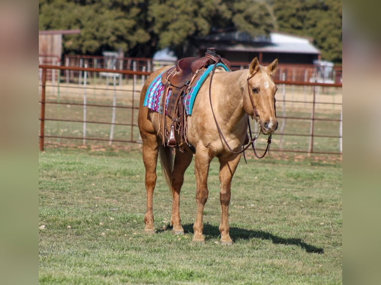 Quarter horse américain Hongre 14 Ans 155 cm Palomino in Stephenville TX