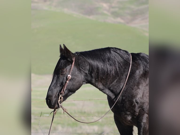Quarter horse américain Hongre 14 Ans 155 cm Rouan Bleu in Paicines CA