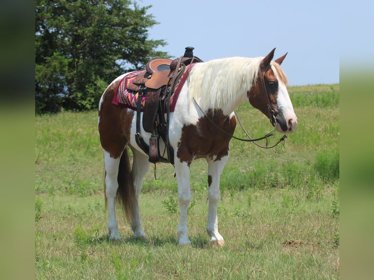 Quarter horse américain Hongre 14 Ans 155 cm Tobiano-toutes couleurs in Madill OK