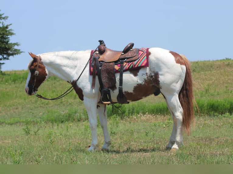 Quarter horse américain Hongre 14 Ans 155 cm Tobiano-toutes couleurs in Madill OK