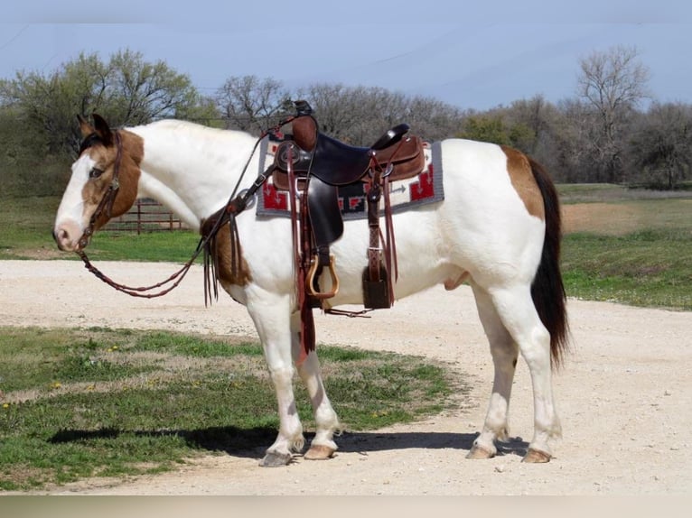 Quarter horse américain Hongre 14 Ans 155 cm Tobiano-toutes couleurs in Morgan Mill TX