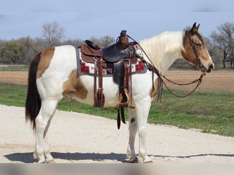 Quarter horse américain Hongre 14 Ans 155 cm Tobiano-toutes couleurs in Morgan Mill TX