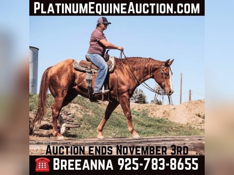 Quarter horse américain Hongre 14 Ans 155 cm in Valley Springs CA