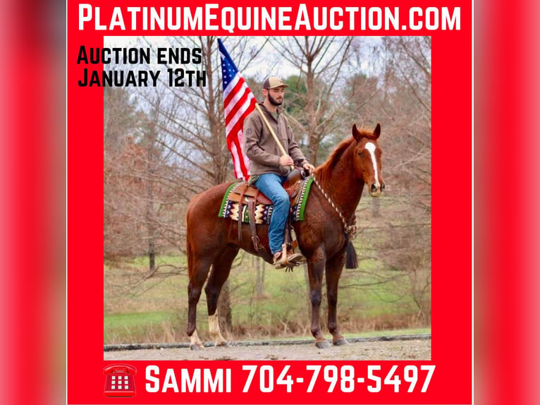 Quarter horse américain Hongre 14 Ans 157 cm Alezan brûlé in Brooksville KY