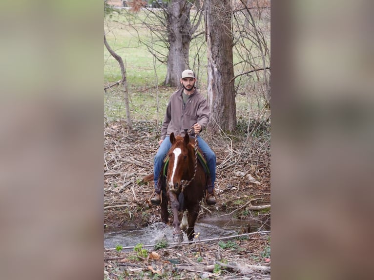 Quarter horse américain Hongre 14 Ans 157 cm Alezan brûlé in Brooksville KY