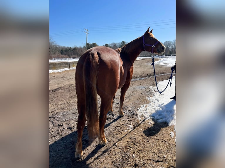 Quarter horse américain Hongre 14 Ans 157 cm Alezan brûlé in Cranston RI