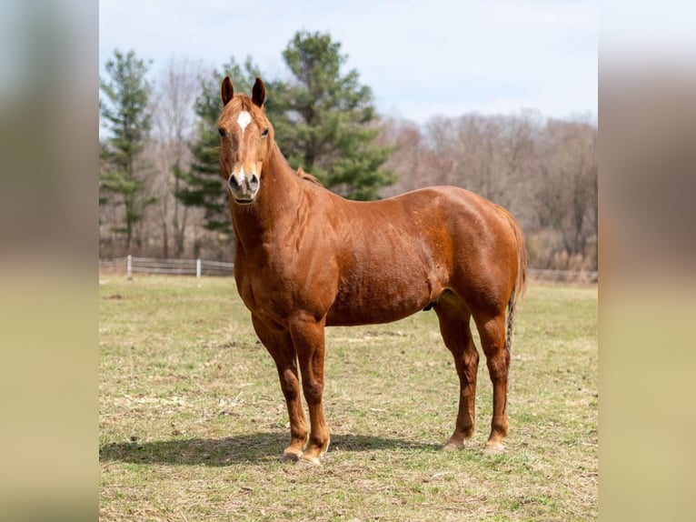 Quarter horse américain Hongre 14 Ans 157 cm Alezan brûlé in Cranston RI