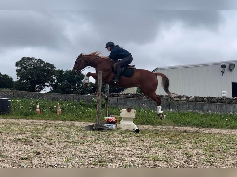 Quarter horse américain Hongre 14 Ans 157 cm Alezan brûlé in Cranston RI