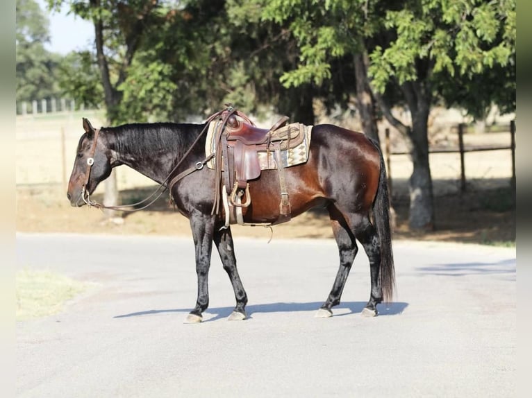 Quarter horse américain Hongre 14 Ans 157 cm Bai cerise in Stephenville, TX