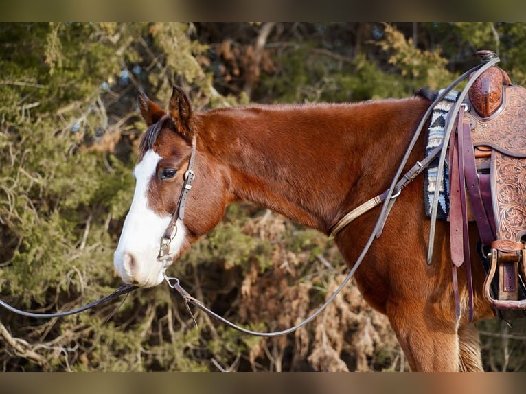 Quarter horse américain Hongre 14 Ans 157 cm Bai cerise in Valley Springs