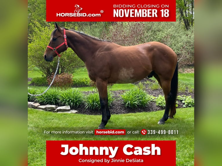 Quarter horse américain Hongre 14 Ans 157 cm Bai cerise in Hingham, MA