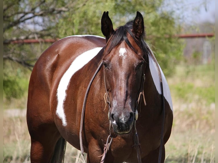 Quarter horse américain Hongre 14 Ans 157 cm Bai cerise in WEATHERFORD, TX