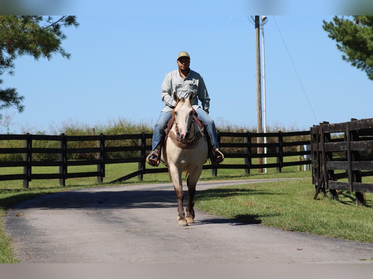 Quarter horse américain Hongre 14 Ans 157 cm Buckskin in Sonora KY