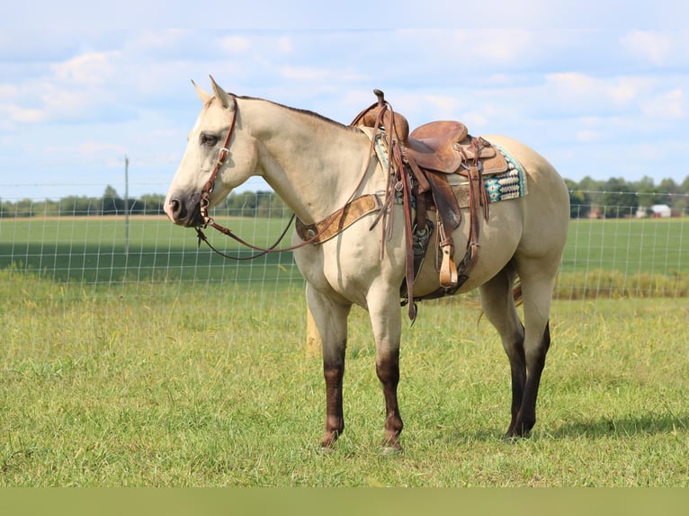 Quarter horse américain Hongre 14 Ans 157 cm Buckskin in Sonora KY