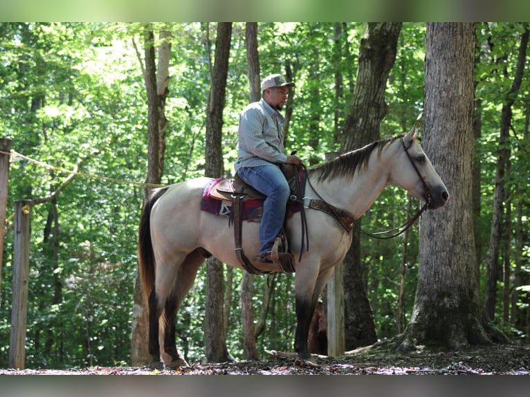 Quarter horse américain Hongre 14 Ans 157 cm Buckskin in Sonora KY