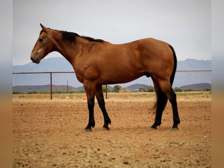 Quarter horse américain Hongre 14 Ans 157 cm Buckskin in Marana